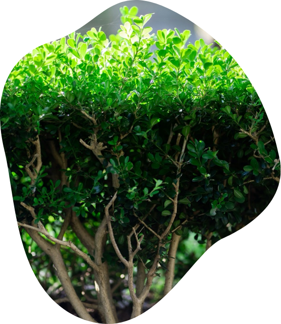 HD Paysage, votre paysagiste en Normandie et aux alentours