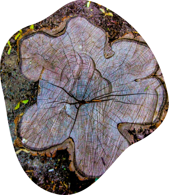 HD Paysage, votre paysagiste en Normandie et aux alentours